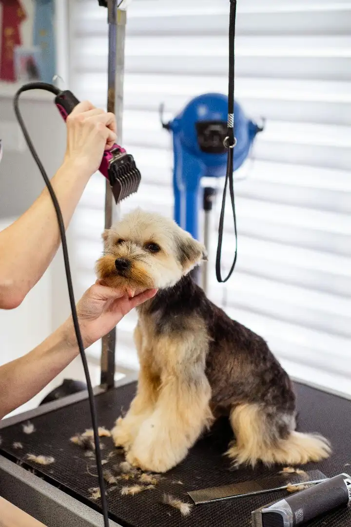 Pet Grooming